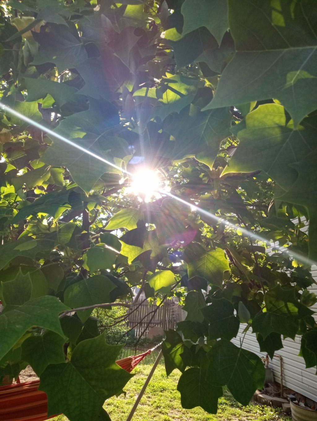 Navigating Awakening in an Age of AI and&nbsp;Overwhelm