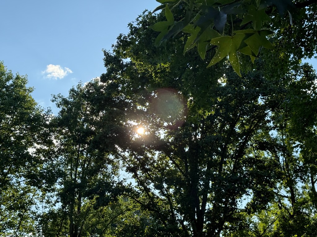 Born Attuned, Rethinking Sensitivity in a World That Calls It&nbsp;Illness